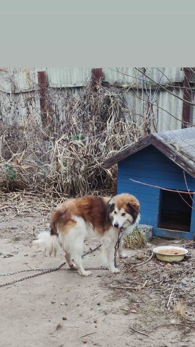 Отдам пса, возраст 5 лет, сидит на цепи сам