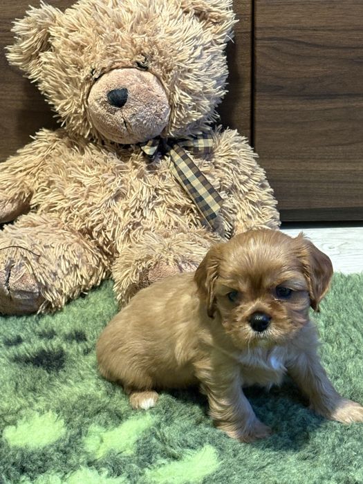 Cavalier King Charles Spaniel ZKwP -piesek
