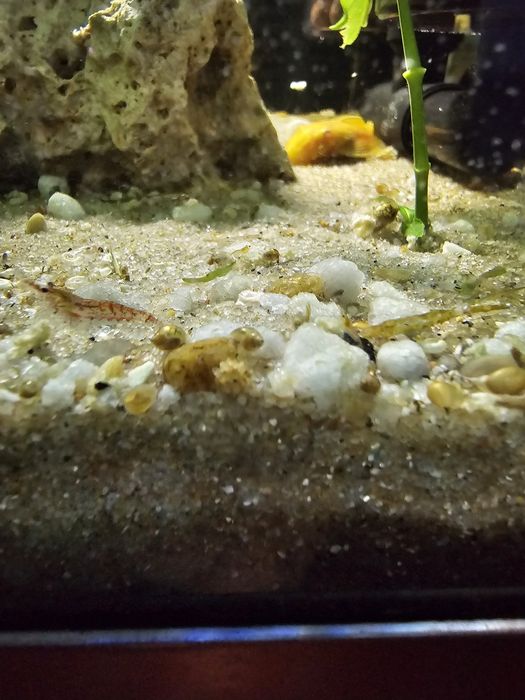 Camarões (neocaradina)