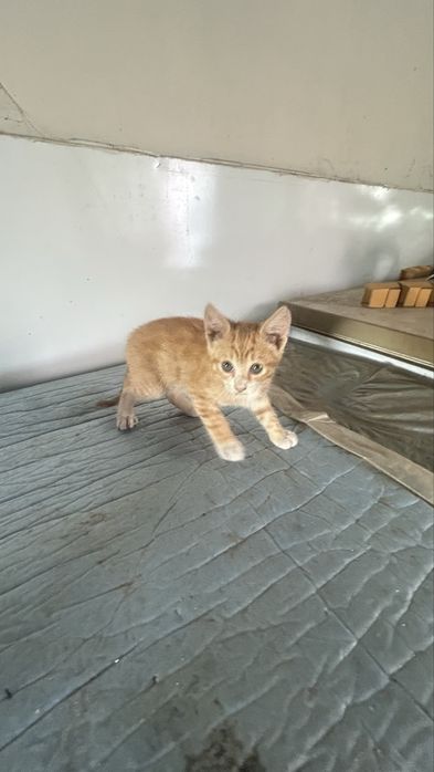 Gatos para adopção