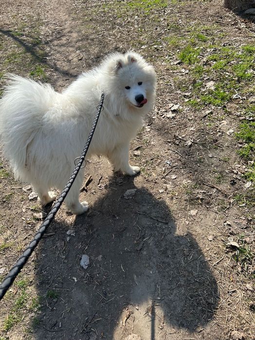 Młody pies do oddania