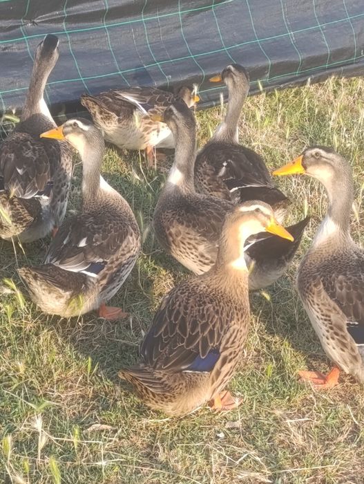 Vendo patos de raça Ruan