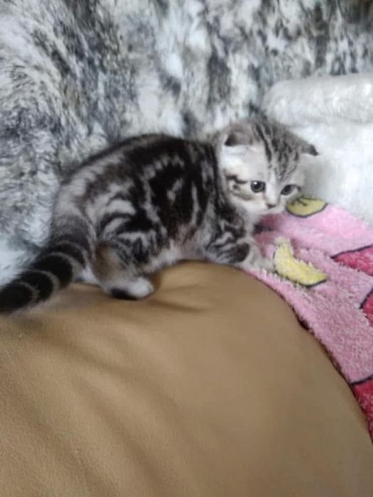 Dziewczynka marmurowa zwisłoucha