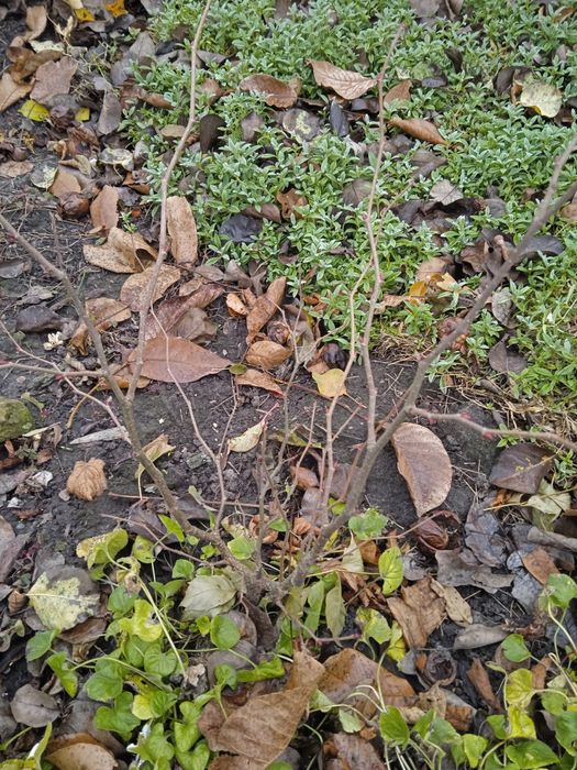 Саженцв ореха фундука,калины, и др.