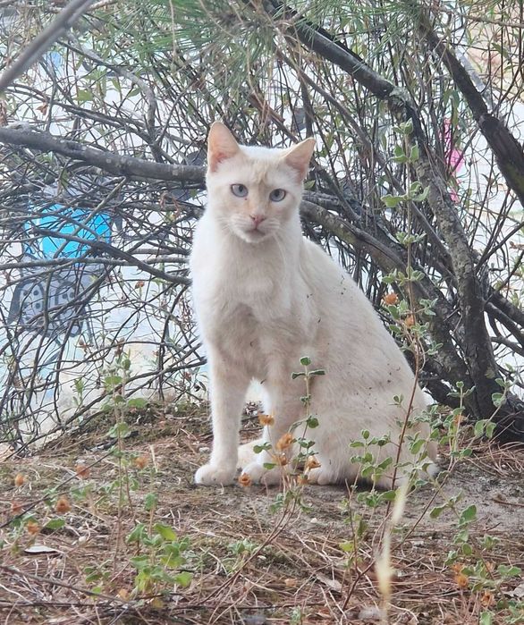 Gato jovem para adoção