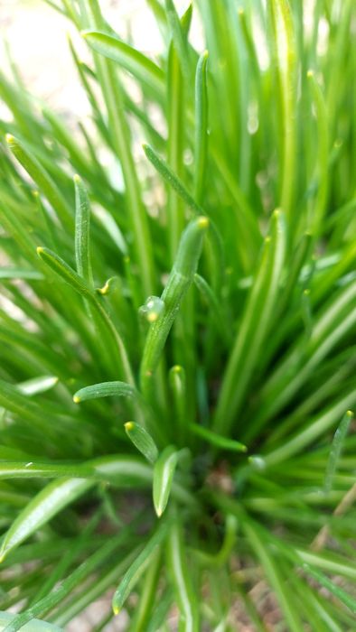 Орнітогалум,птахомлічнік квіти низькі