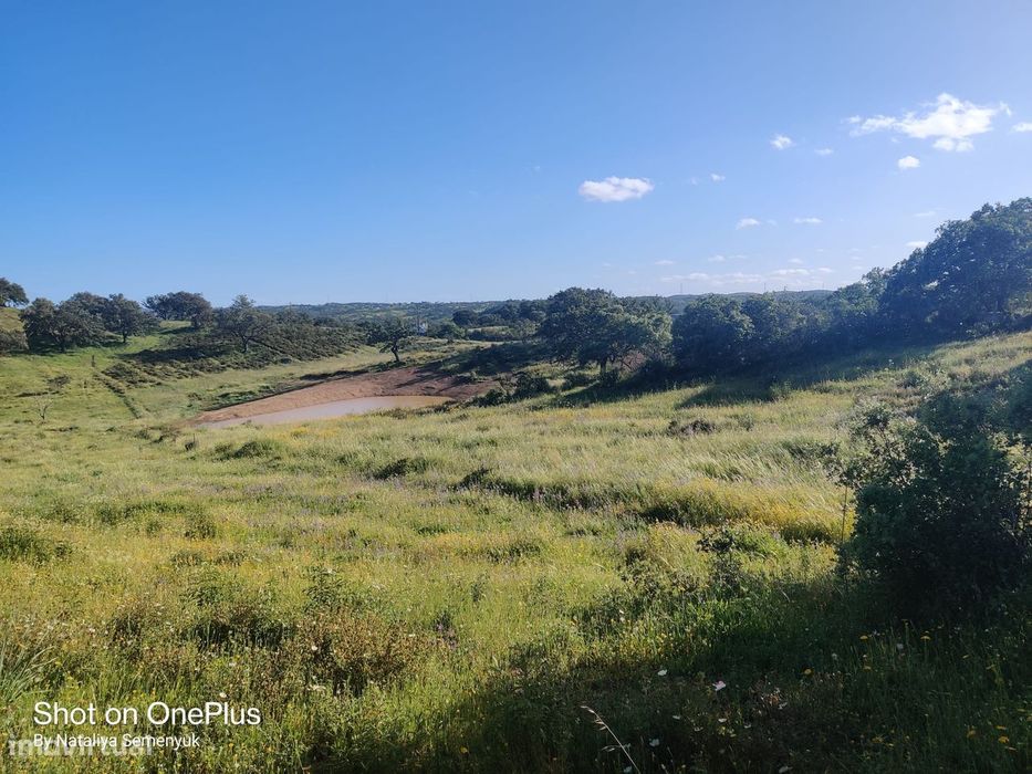 Terreno Rústico com 5,6 ha à Venda - Próximo de Ourique