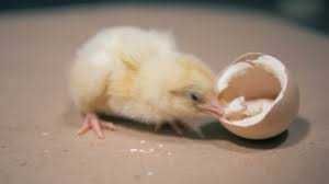 Яйцо для инкубации. Мастер Грей