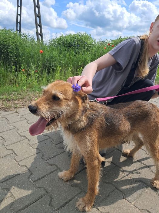 Psistojniak Kajtek do adopcji