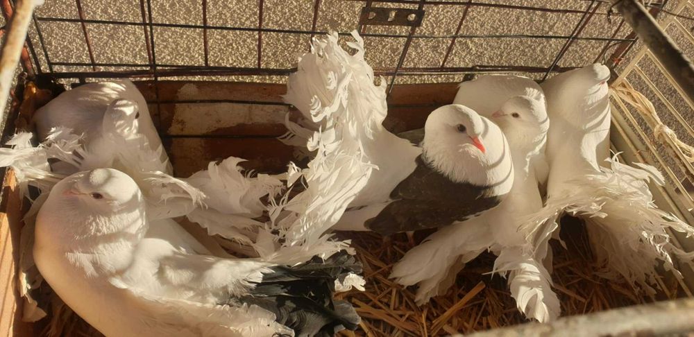 Sprzedam gołębie pawiki 5 szt