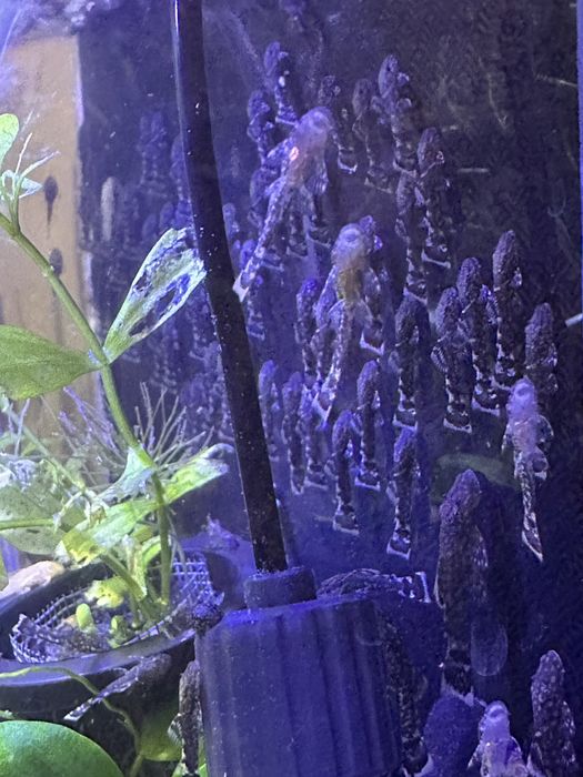 Акваріумні рибки