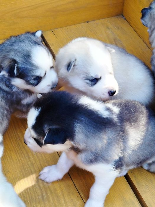 Siberian Husky pies tel.-575302039