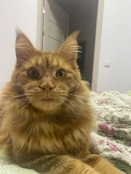 В’язка. Мей- кун мармурово- червоний.