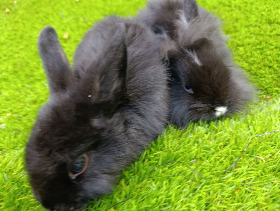 Coelhos anões 2 meses