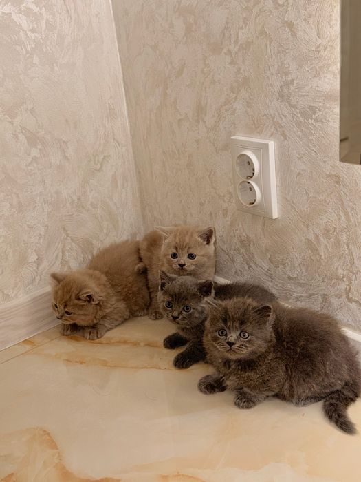 Чистокровні кошенята.  Британські прямовухі кошенята