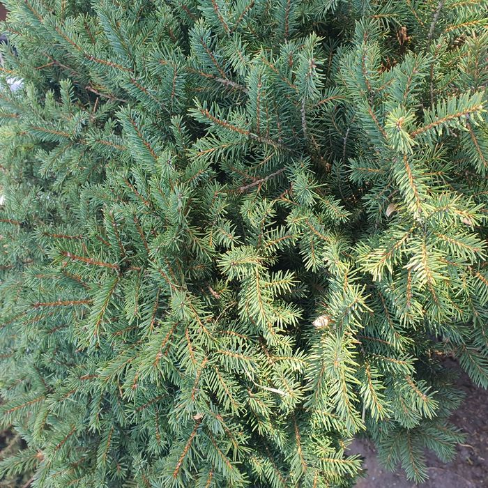 Ель карликовая Нидиформис