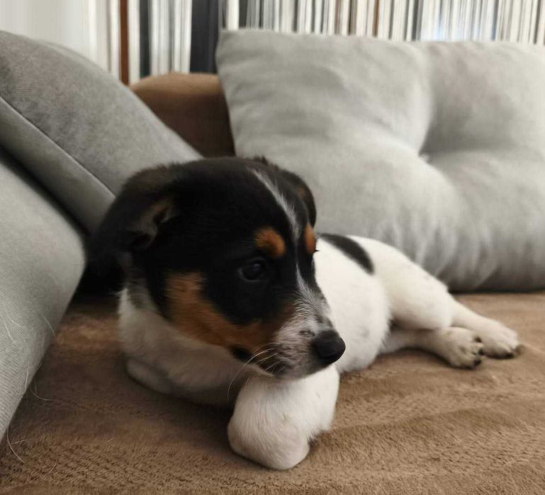 Собака Джек Рассел