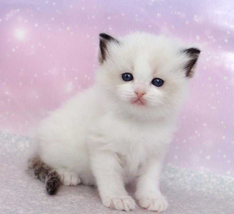 Хлопчик біколор, порода- Ragdoll.