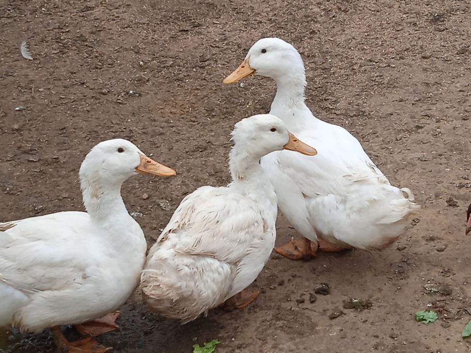 Jajeczka lęgowe kacze i Gąsek Landes Gąsek Kołudzkich