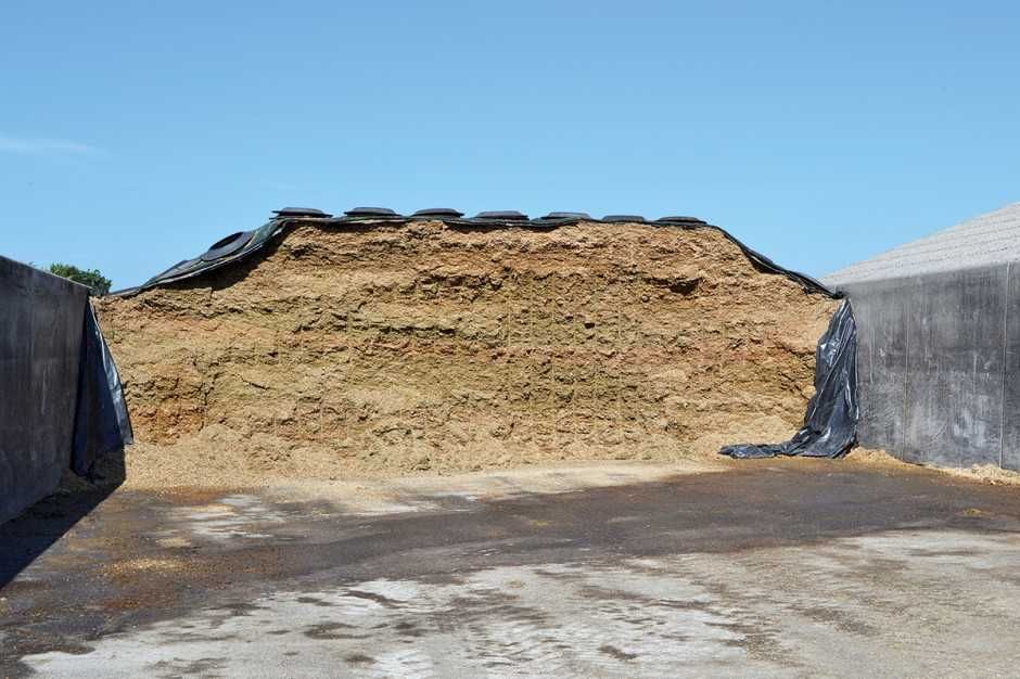 Kiszonka z kukurydzy z silosu, kopiec