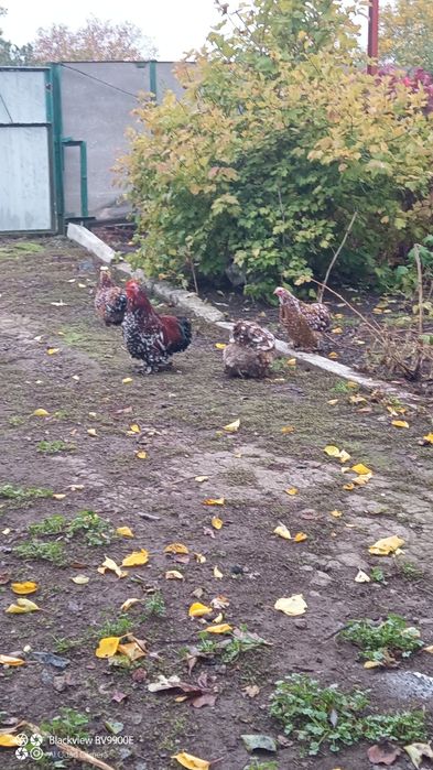 Кохінхін карликовий