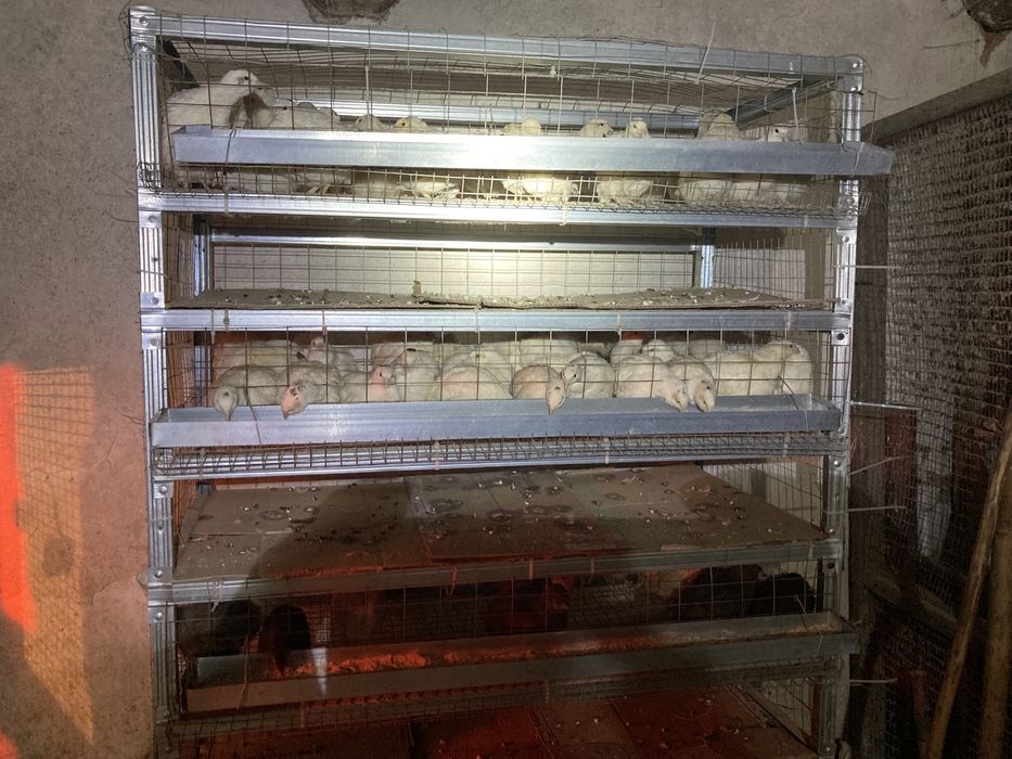 Перепилині інкубаційні і харчові яйця