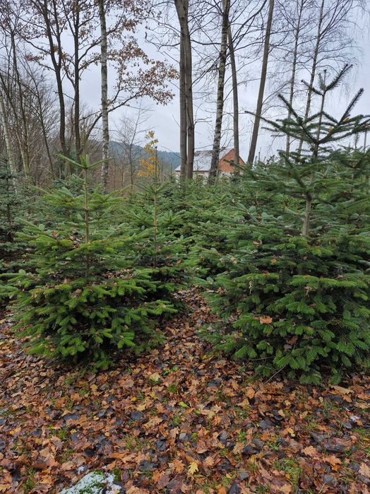 Choinki Świąteczne z plantacji