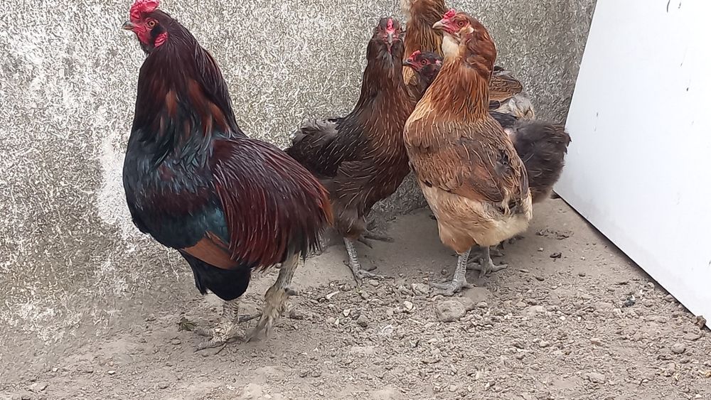 Ovos araucana perdiz