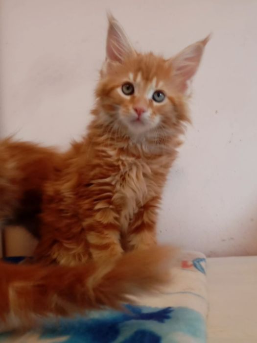 Котята с питомника IZUMRUD