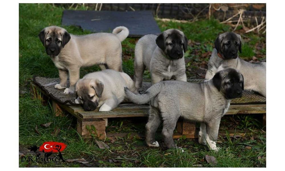 Kangal Sivas import Turcja. D.K.BUBU FCI