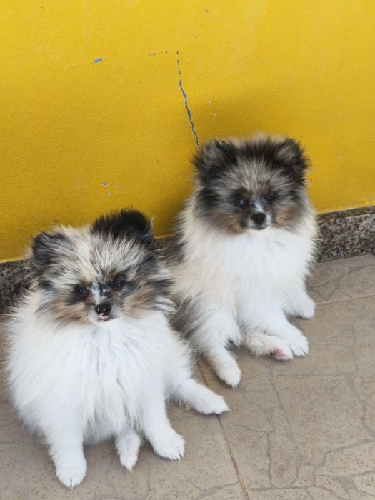 Spitz alemão menino Merle