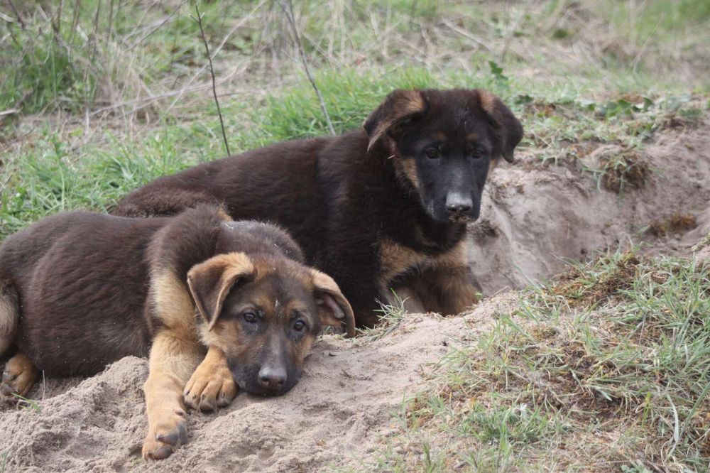 Хлопчики німецької вівчарки КСУ