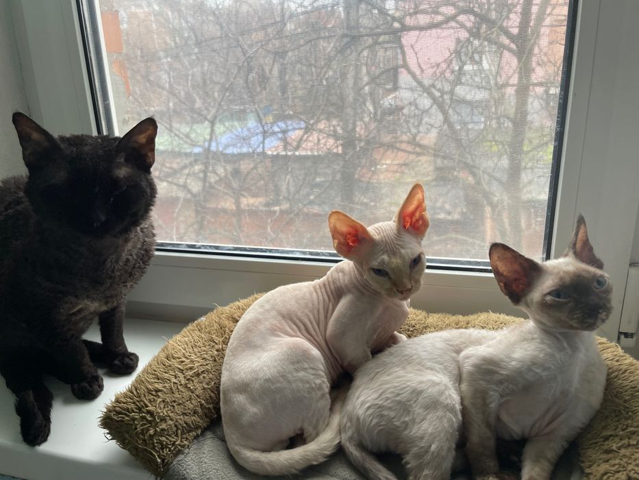 Котики девон рекс