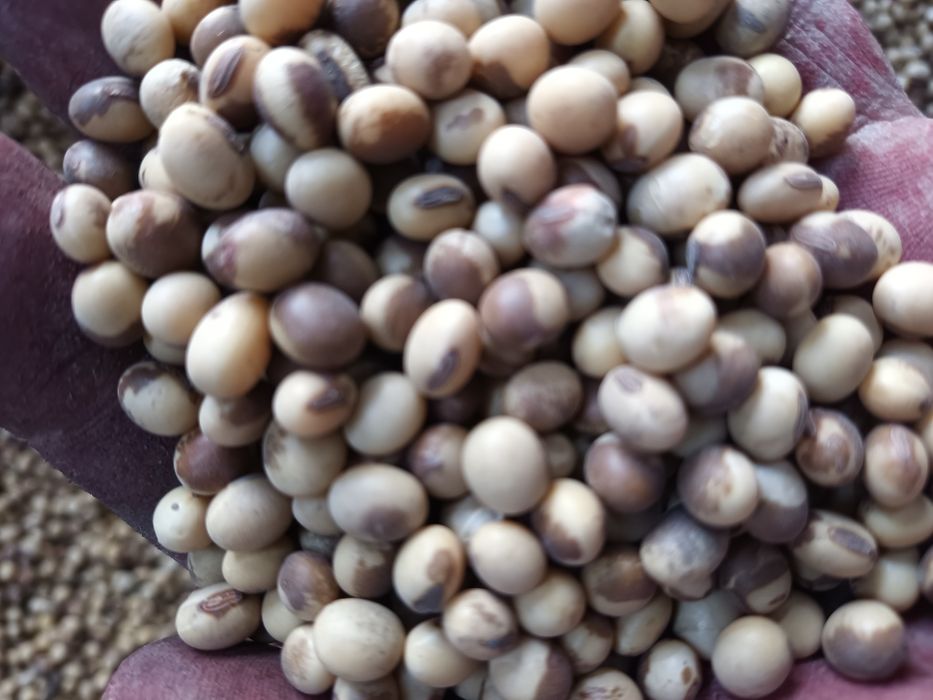 Продам насіневу сою "Максимус"