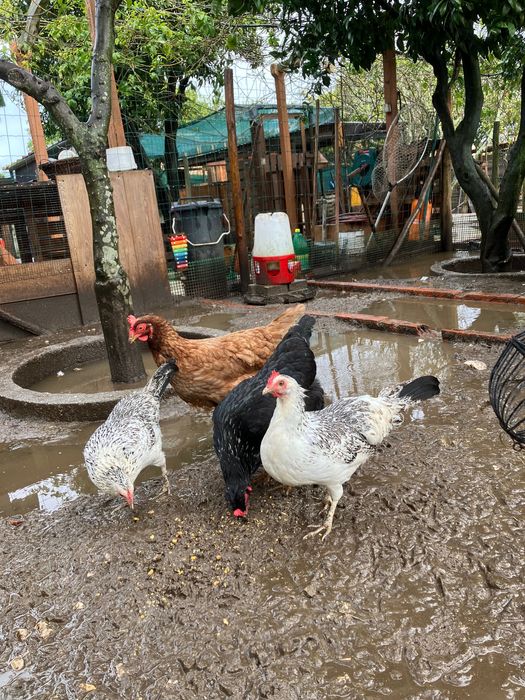 Vendo galinhas adultas