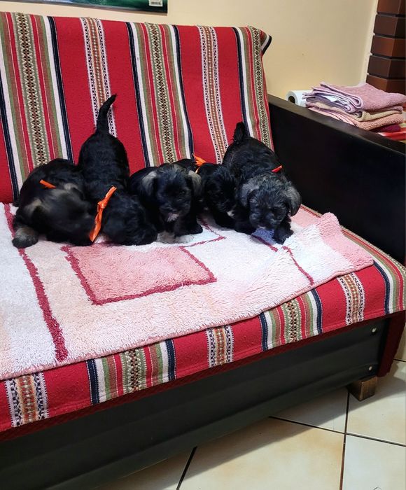 Szukają Nowego Domu