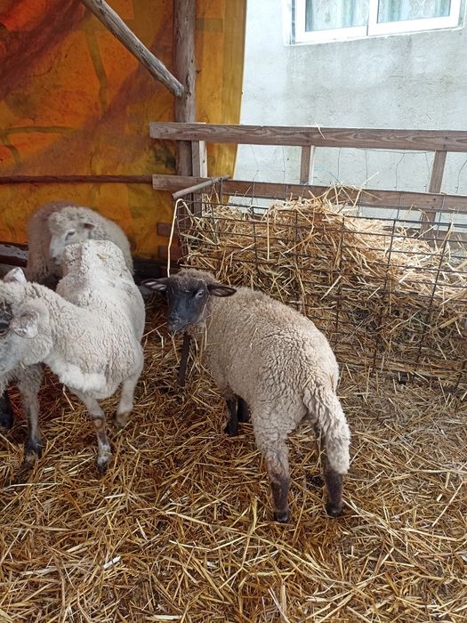 Vendo borrego 6/7 meses