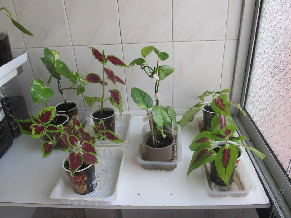 Planta Jiboia mudas minha produção e coração magoado