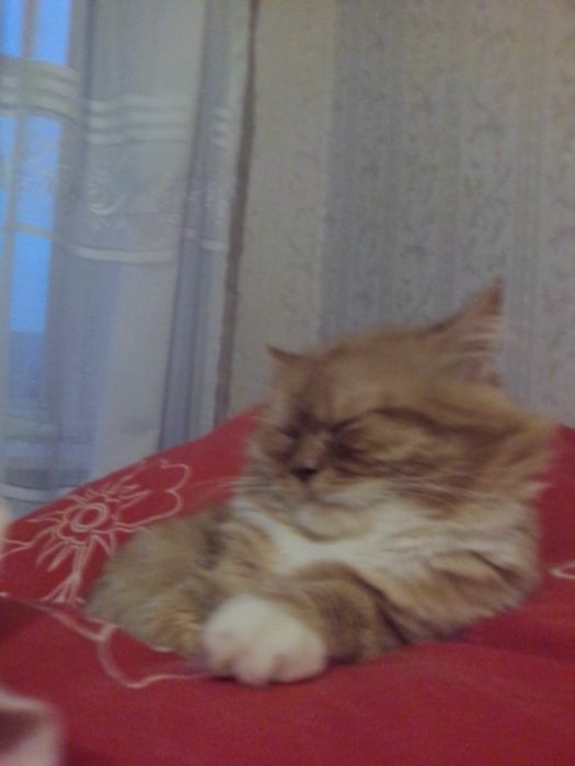 Тимофій бажає познайомитись...