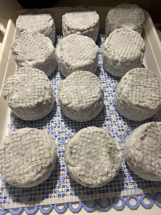 Mleko, twarog, sery swieże od gospodarza