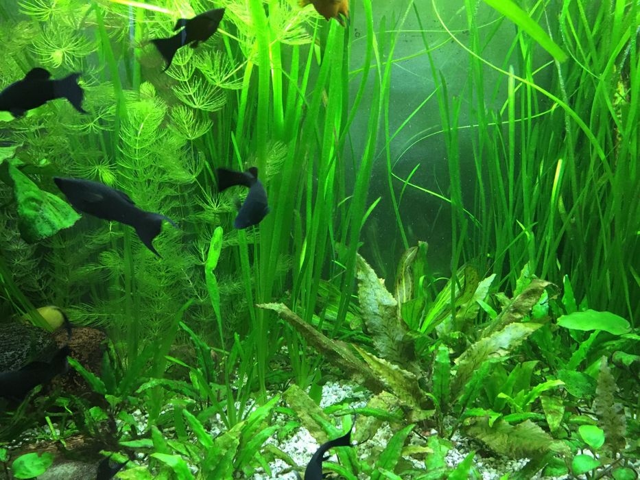 Nurzaniec trawka akwariowa długa sadzonka