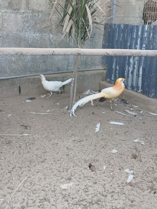 Vendo faisões gigi pêssego