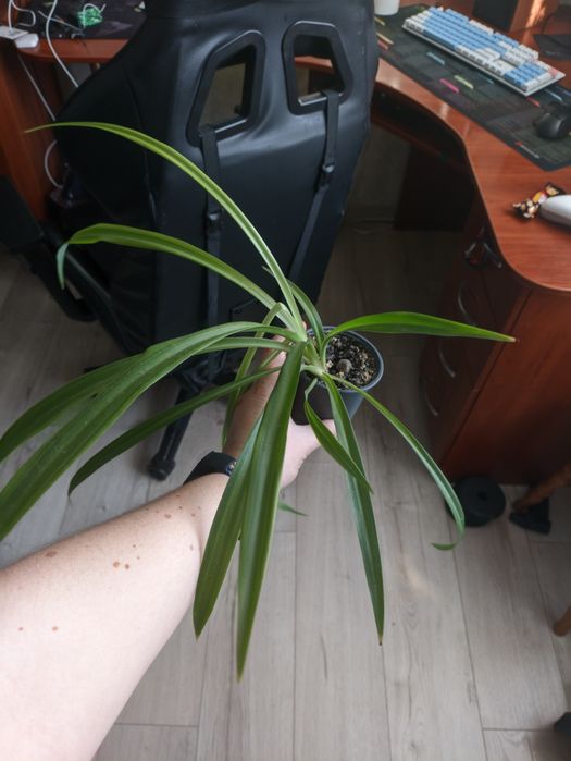 Хлорофітум безкоштовно