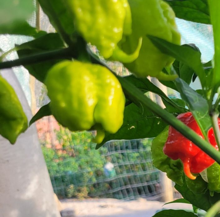 Carolina Reaper vermelha, 50 sementes