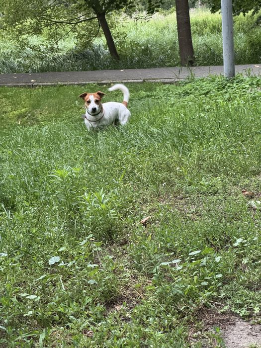 Вязка джек рассел терьєра