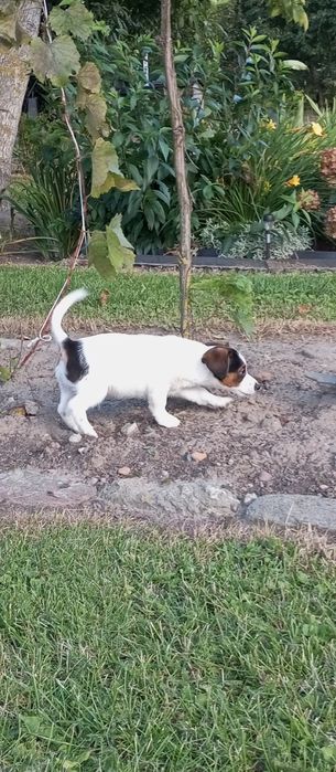 Jack Russell Terrier - piękny piesek