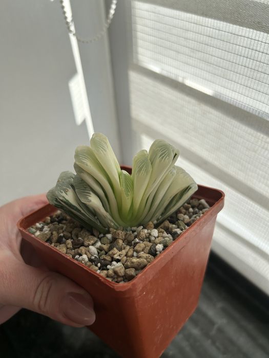 Haworthia truncata limegreen variegata obtusa limifolia sansevieria