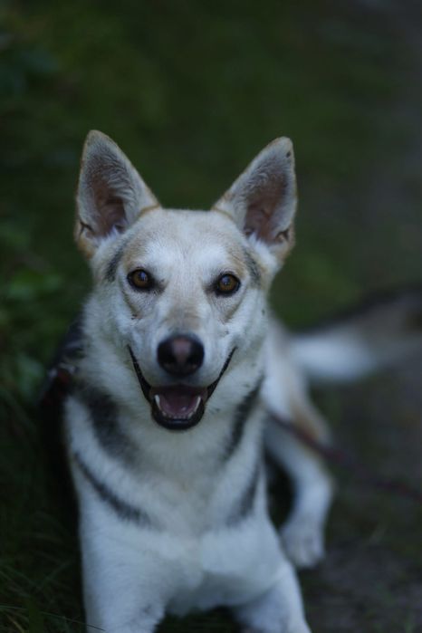 Jolo psiak do adopcji