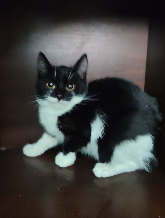 Отдам чёрно-белого котёнка-мальчика