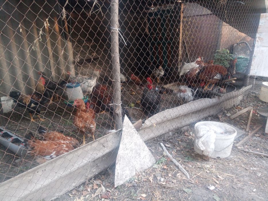 Продажа домашних петухов